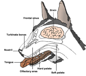 canine anatomy